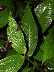 Piper garagaranum