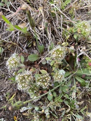 Chorizanthe howellii