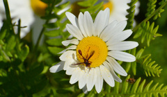 Physocephala burgessi