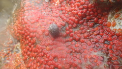 Metandrocarpa taylori