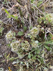 Chorizanthe howellii