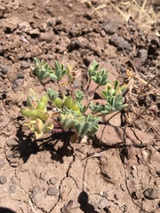 Lupinus brevicaulis