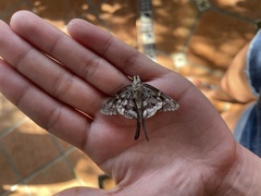 Thorybes dorantes calafia