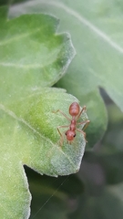 Oecophylla smaragdina
