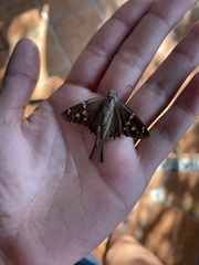 Thorybes dorantes calafia