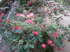 Calliandra tergemina emarginata