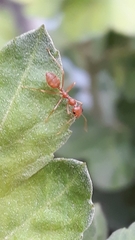Oecophylla smaragdina