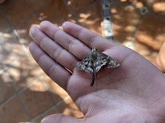 Thorybes dorantes calafia