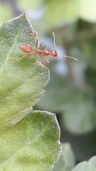 Oecophylla smaragdina