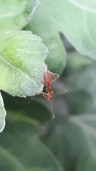 Oecophylla smaragdina