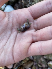 Paraxanthias taylori