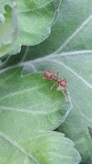 Oecophylla smaragdina