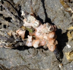 Schizoporella