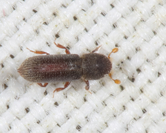 Micracisella opacicollis