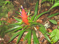 Tillandsia imperialis