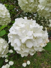 Viburnum macrocephalum