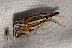 Hednota bifractellus