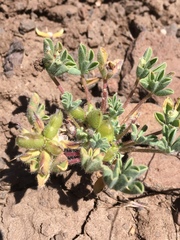 Lupinus brevicaulis