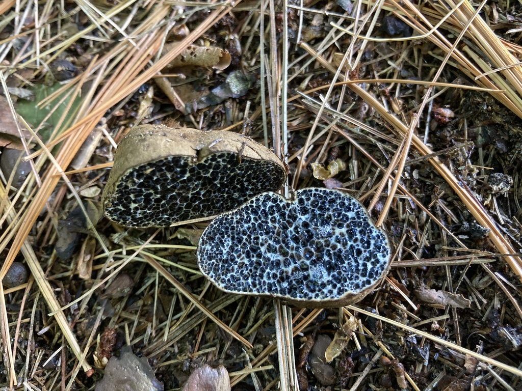 Melanogaster ambiguus
