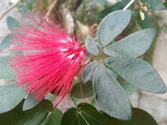 Calliandra tergemina emarginata