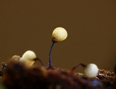 Cribraria rufa