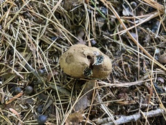 Melanogaster ambiguus