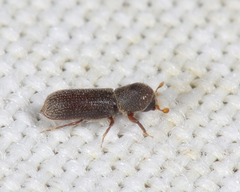 Micracisella opacicollis