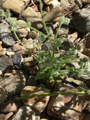 Cryptantha torreyana