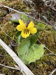 Viola orbiculata