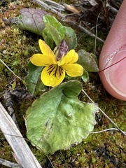Viola orbiculata