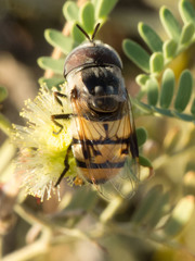 Copestylum fornax