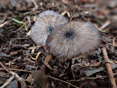 Entoloma violaceocoeruleum