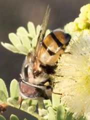 Copestylum fornax
