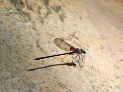 Hetaerina vulnerata