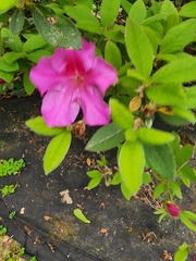 Rhododendron penthanthera