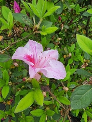 Rhododendron penthanthera