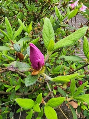 Rhododendron penthanthera