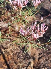 Polycarpaea spirostylis