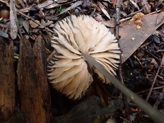 Entoloma violaceocoeruleum