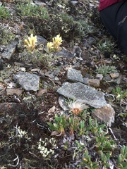 Castilleja unalaschcensis