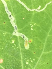 Liriomyza brassicae