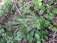 Xerophyllum tenax