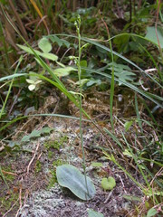 Platanthera stenoglossa