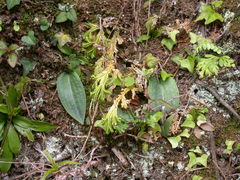 Platanthera stenoglossa