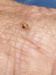 Neophyllura arbuti