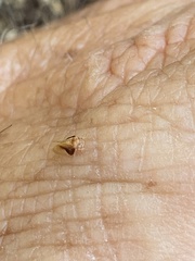 Neophyllura arbuti
