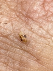 Neophyllura arbuti
