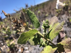 Brickellia peninsularis