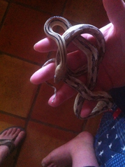 Bogertophis subocularis