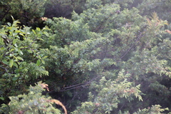 Juniperus communis depressa